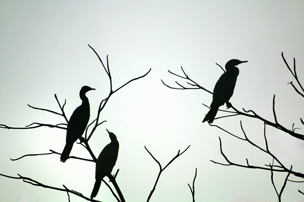 Three by Marie Grigorieva