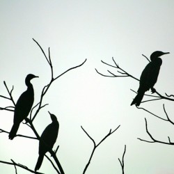 Three