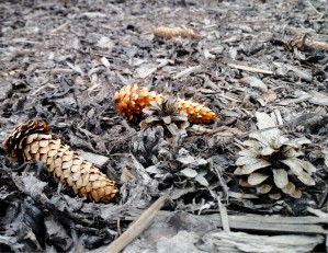 Seeds after winter