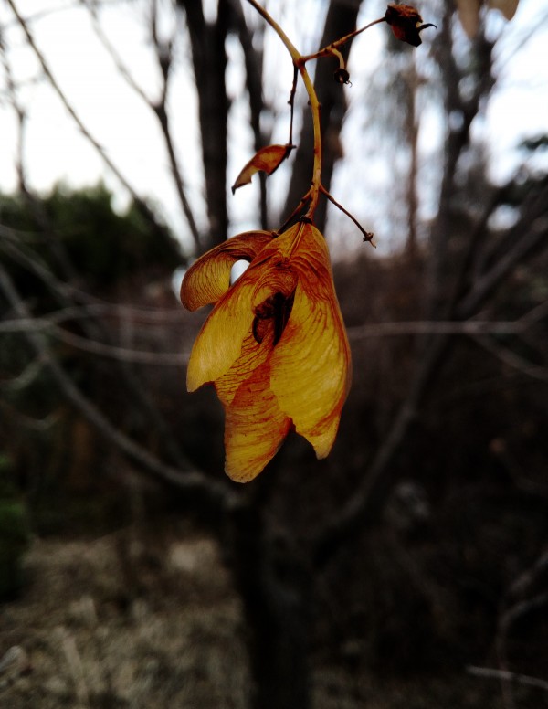 Last leaves by Oletydraw