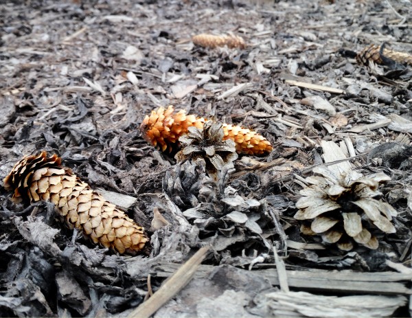Seeds after winter by Oletydraw