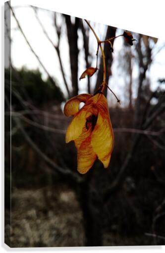 Last leaves Canvas Print