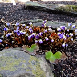 Flowering shrub flowers