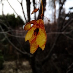 Last leaves