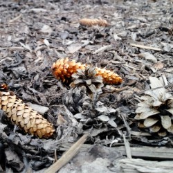 Seeds after winter