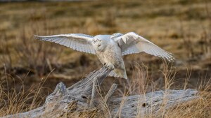 3 18 22 Snowy 05 1 of 1