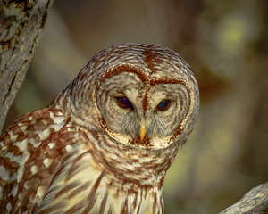 Barred Owl 1 1 of 1