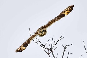 Short Eared Owl contest 1 of 1