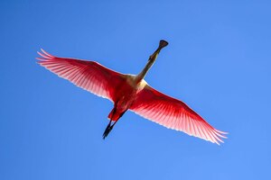 Spoonbille  12223 18 1 of 1