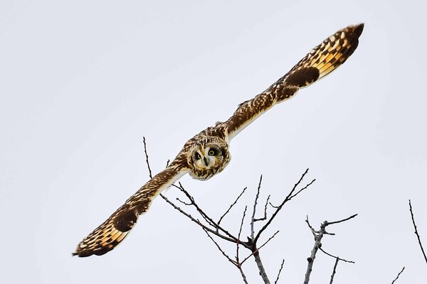 Short Eared Owl contest 1 of 1 Print