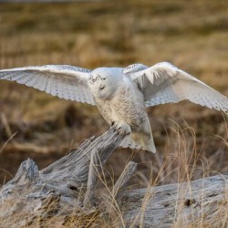 3 18 22 Snowy 05 1 of 1