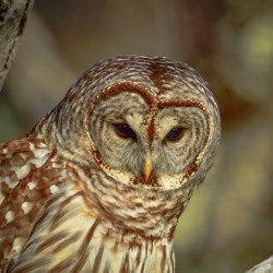 Barred Owl 1 1 of 1
