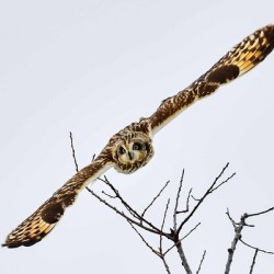 Short Eared Owl contest 1 of 1