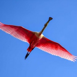 Spoonbille  12223 18 1 of 1