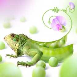 green dragon