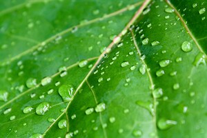 Green leaf with raindrops.