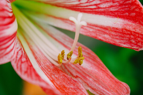 Red lily or candelaria of flowers by CameraOldStyle