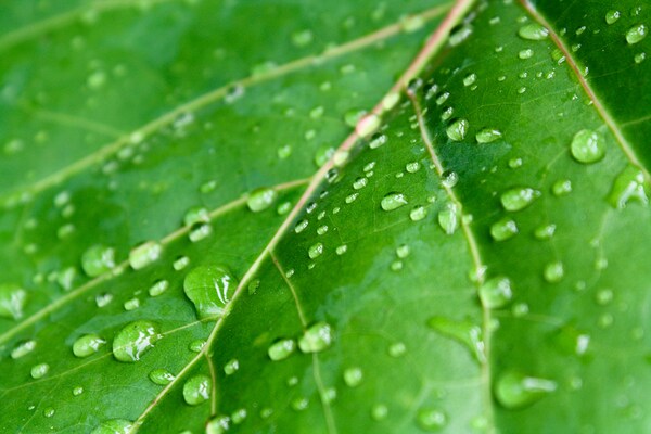 Green leaf with raindrops. Print