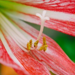 Red lily or candelaria of flowers