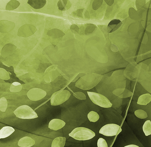 enchanted forest final1