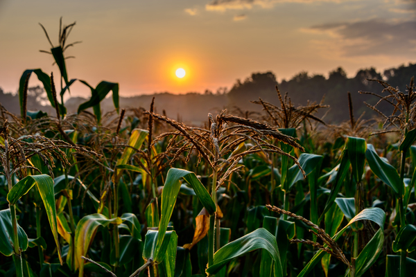 corn cloud  5002 Print