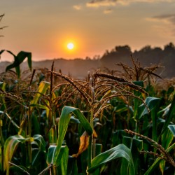 corn cloud  5002