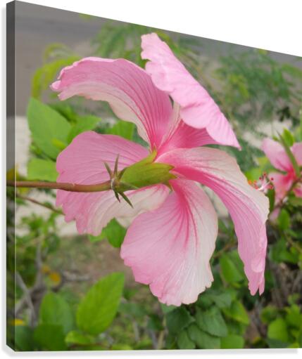 Hibiscus Canvas Print