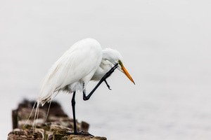 Great egret standing scratching his head 