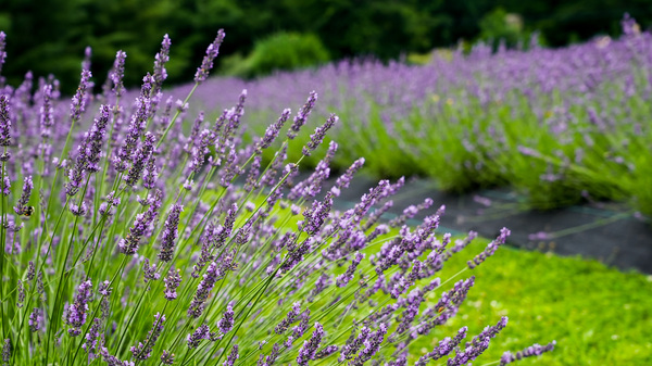 Background from lavender in summer  by MVP