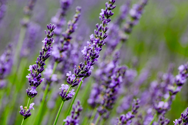 Background from lavender in summer  by MVP