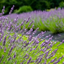 Background from lavender in summer 