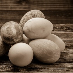 Easter eggs on rustic wood in sepia tone