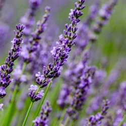 Background from lavender in summer 