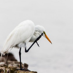 Great egret standing scratching his head 