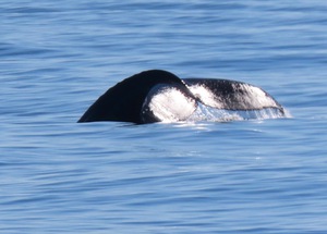 Humpback Whale Fluke