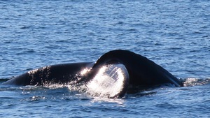 Humpback Whale Surfacing-Shiny Light