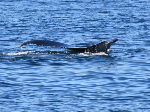 Humpback Whale Fluke 2022 by P Alessi