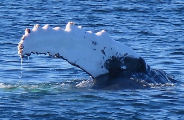 Humpback Whale Flipper Slapping by P Alessi