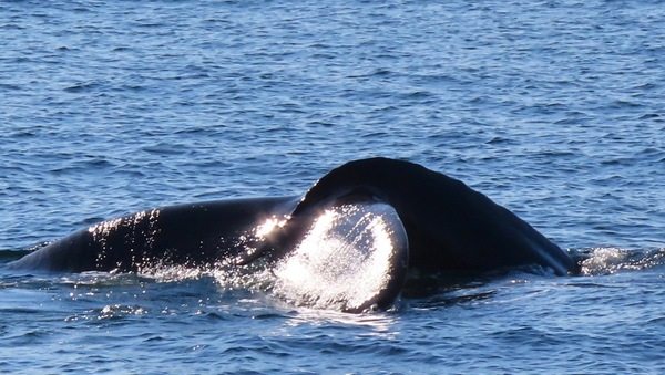 Humpback Whale Surfacing-Shiny Light by P Alessi
