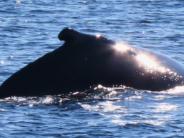 Humpback Whale Surfacing by P Alessi