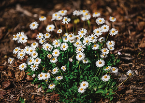 Spring is in the air 1