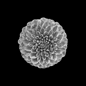 Diamond in the Bouquet 1