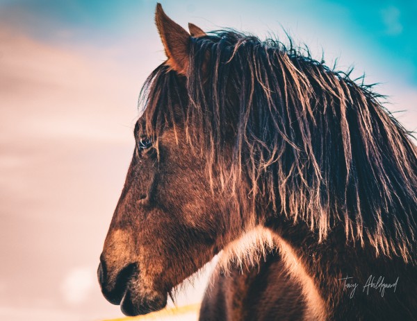 Artistic Horse Hi Res   A3 Print