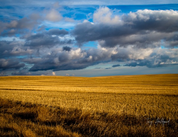 Golden fields Hi Res   Print