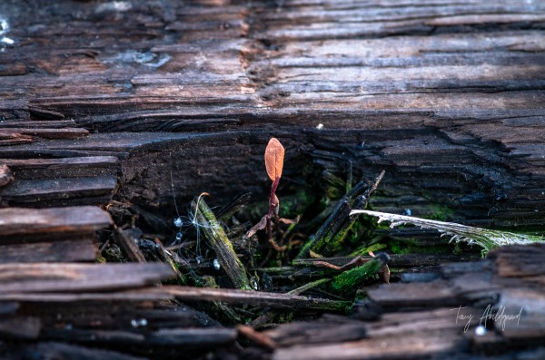 Life Finds a Way Hi Res   A3 Print