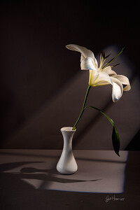 Lilly in Vase 3