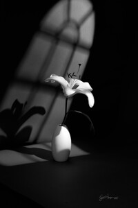 Lilly in Vase 4