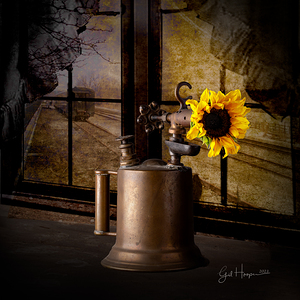 Sunflower in Torch by Window
