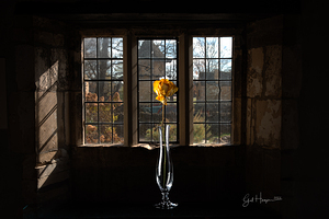 Yellow Rose by Window Nbr 2