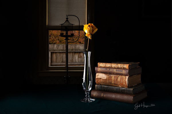 Yellow Rose by Window Print